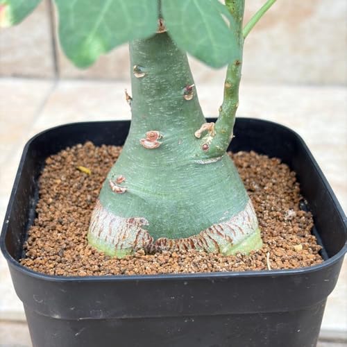 観葉植物 アデニア グラウカ」の人気商品一覧 | 安い商品を通販サイト